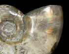 Polished Ammonite (Anapuzosia?) Fossil - Madagascar #25209-3
